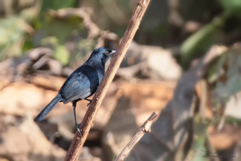 INDIAN ROBIN (Copsychus fulicatus) - Stäng / close